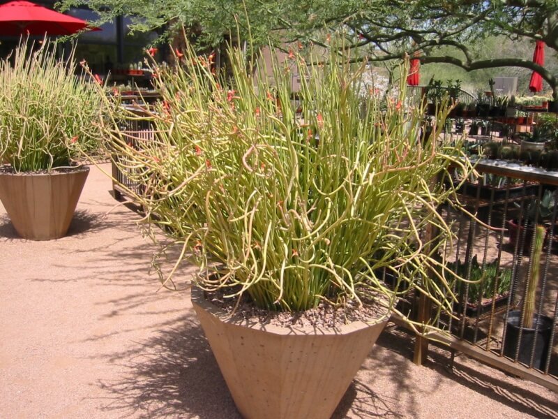 Slipper Plant | Euphorbia lomelii (syn. Pedilanthus macrocar… | PietervH |  Flickr